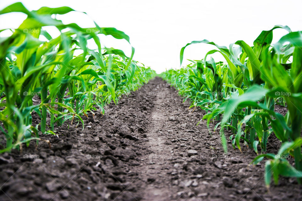 corn field