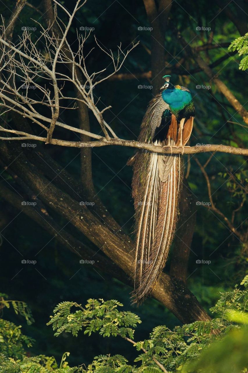 Peacock bird Srilanka 