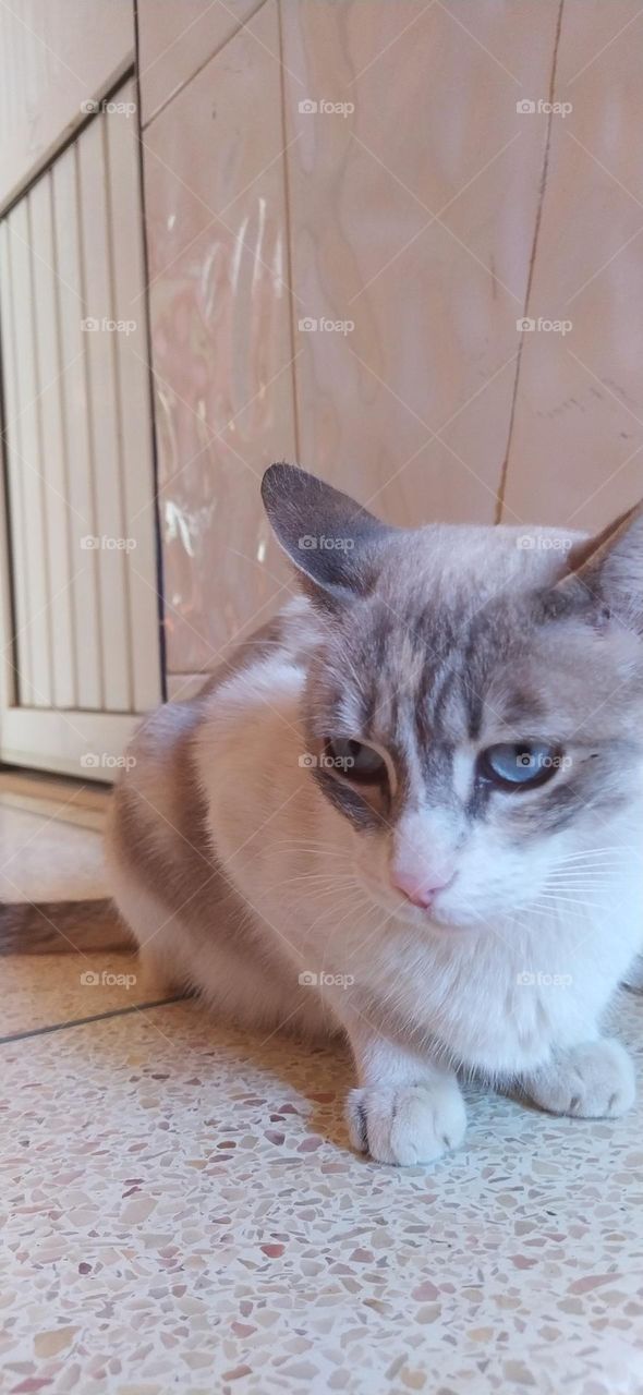 beautiful cat with prefect eyes