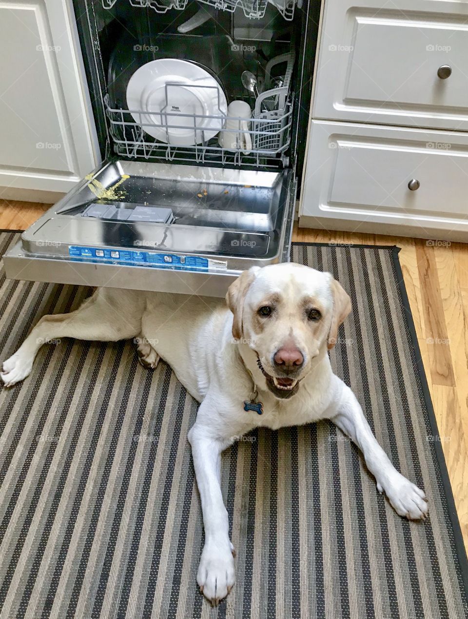Dog’s favourite place - the dishwasher for dishes to lick 