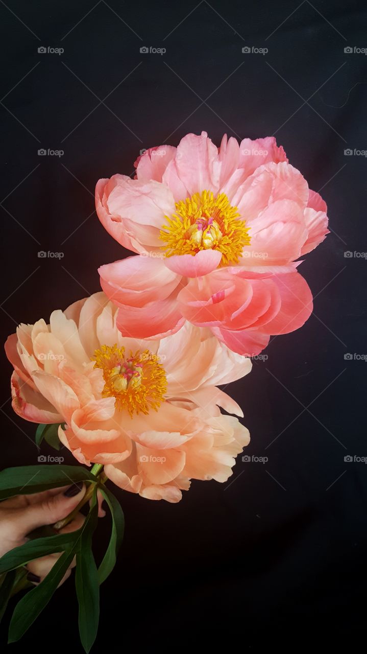Coral Charm peonies fading from bright to white