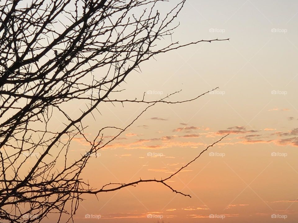 Beautiful sunset trough the branchés 