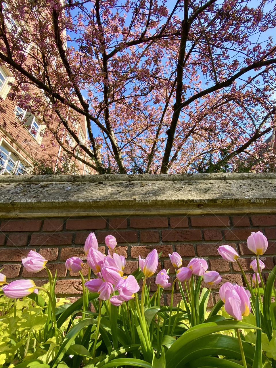 Spring and pink blossom / Paris / 🇫🇷
