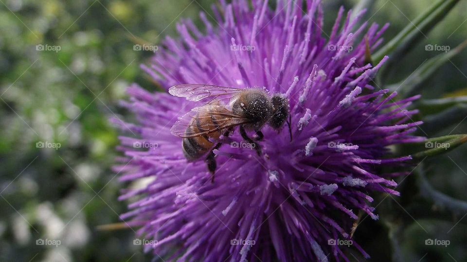 a honey bee feeds on a purple flower nectar