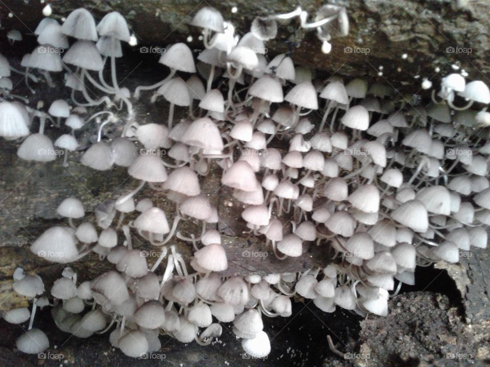 Mushrooms