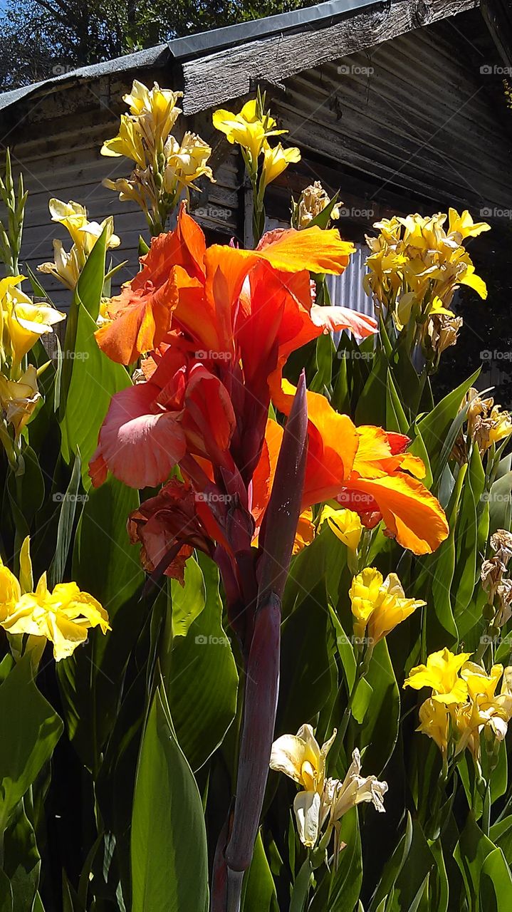 Orange yellow and green. Walking through the alley