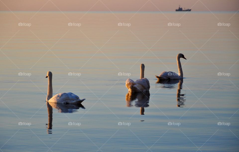 Swans in the Baltic sea