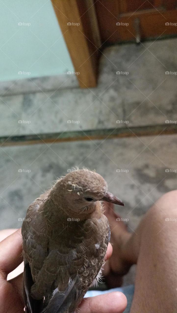 The bird in my hands is a totally warm feeling .