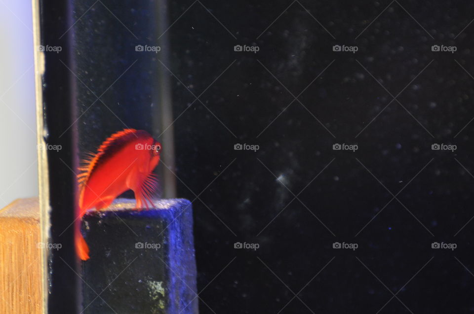 Red hawk fish