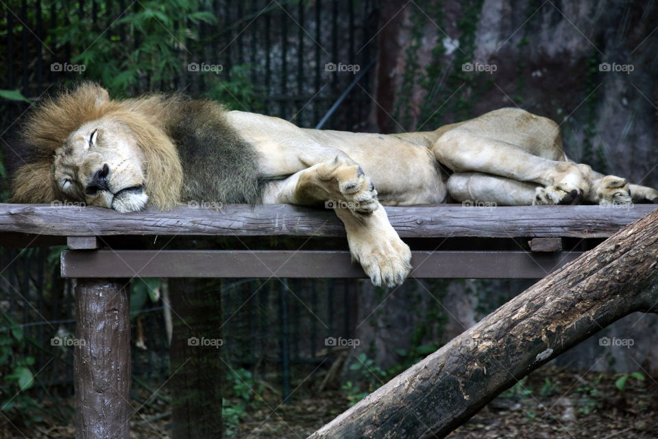 Snoozing. lion just relaxing at the zoo