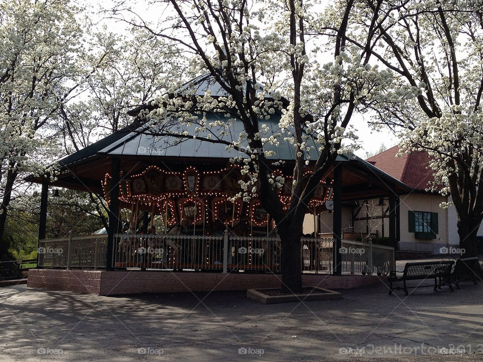 Tree, Wood, No Person, House, Building