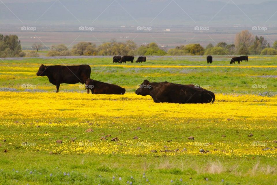 Happy CA Cows. Table Mountain 