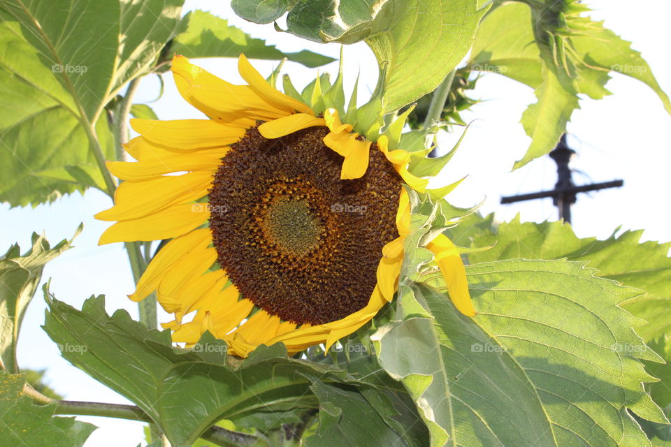 Walked by a sunflower and it yelled "take a picture" 