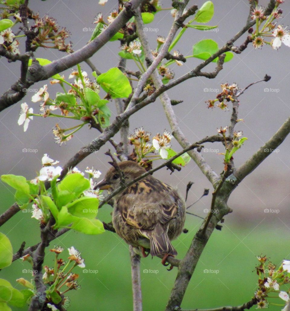 Sparrow in a pear tree 