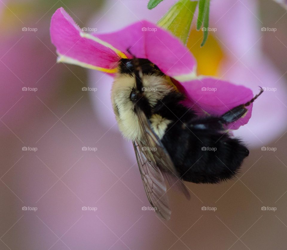 Busy bee collecting the polen from inside the petunia