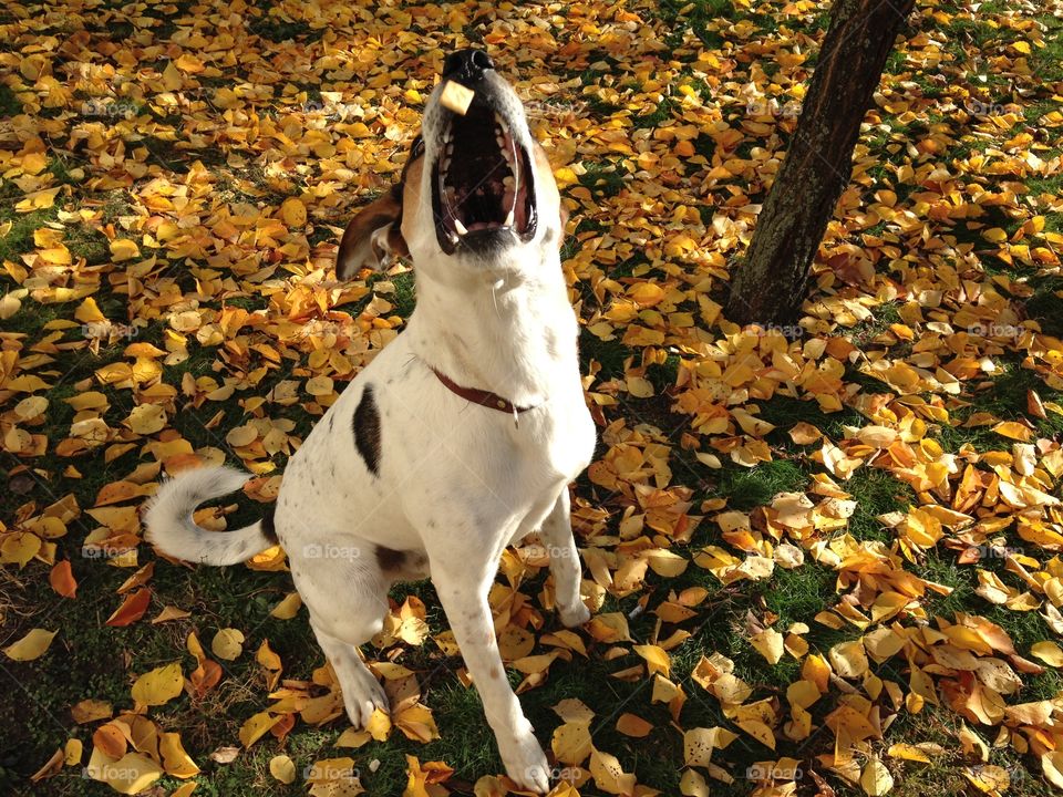 Fall, Dog, Outdoors, No Person, Nature