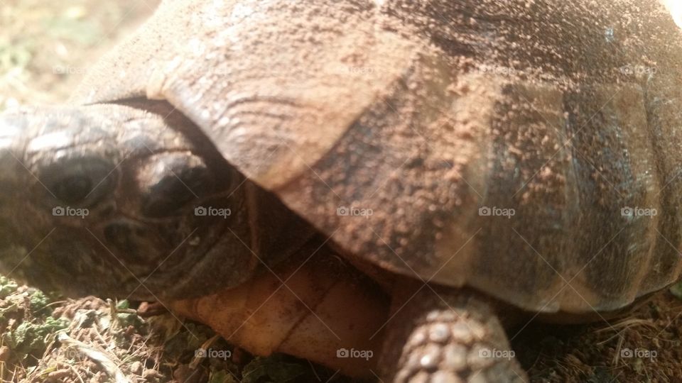 Shelly the tortoise