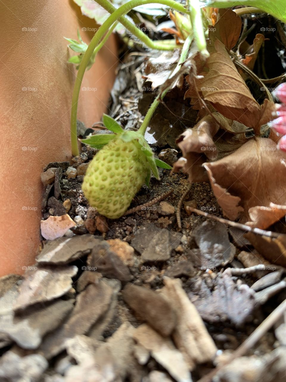 Growing strawberries! So exciting to see them grow and the reward is such a sweet pleasure once they are ripe