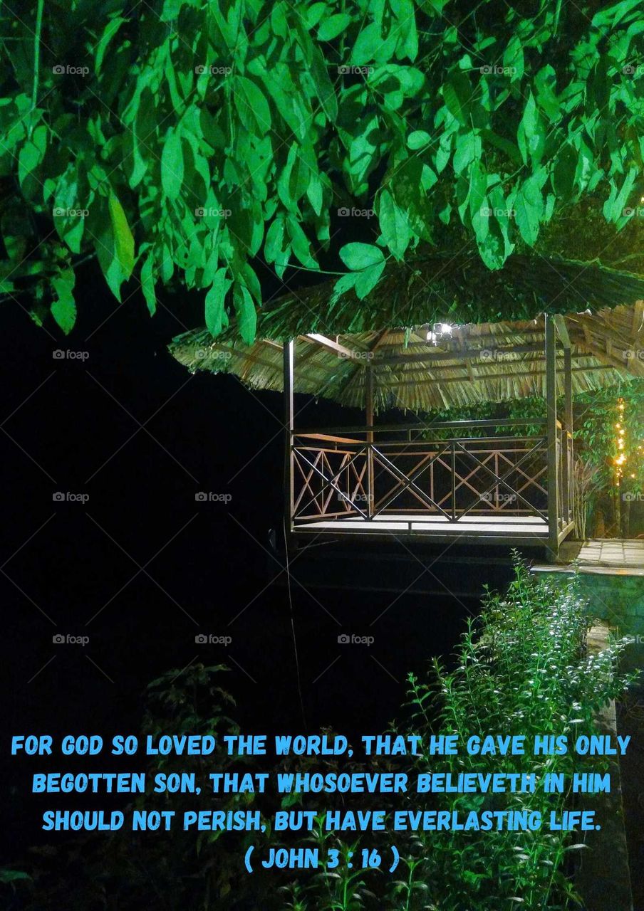 Nature scene at night