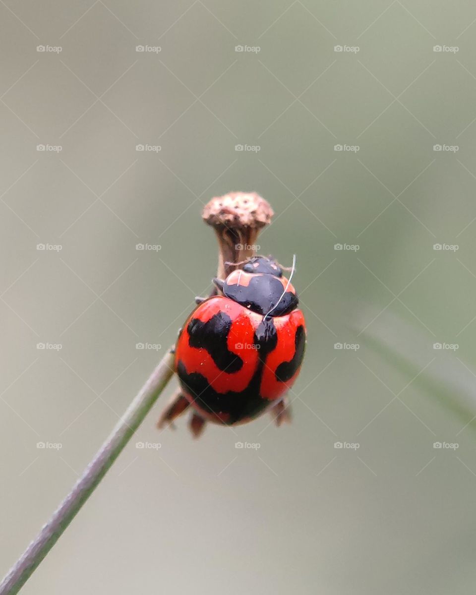 lady bug