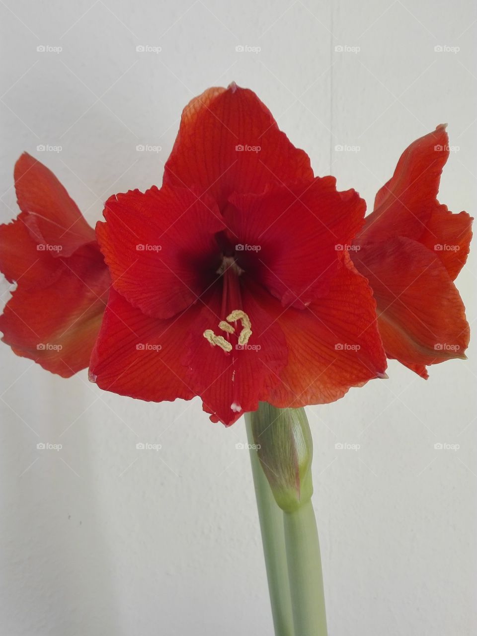 Amaryllis