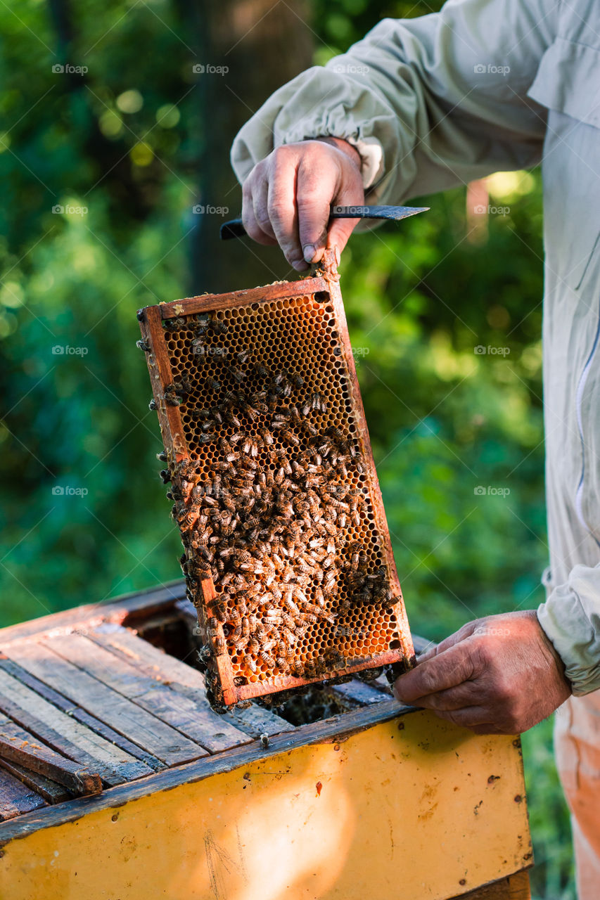 Beekeeper working in apiary, drawing out the honeycomb with bees and honey on it from a hive