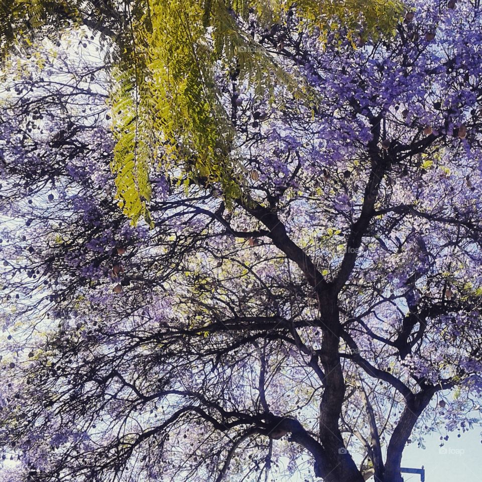 Jacaranda tree in Los Angeles, California