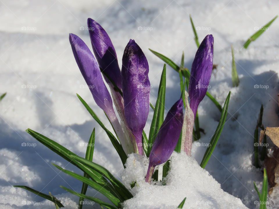 Crocuses in the snow