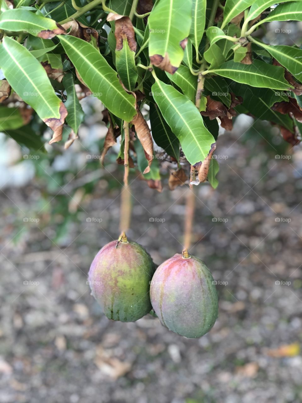 Mangos on a tree