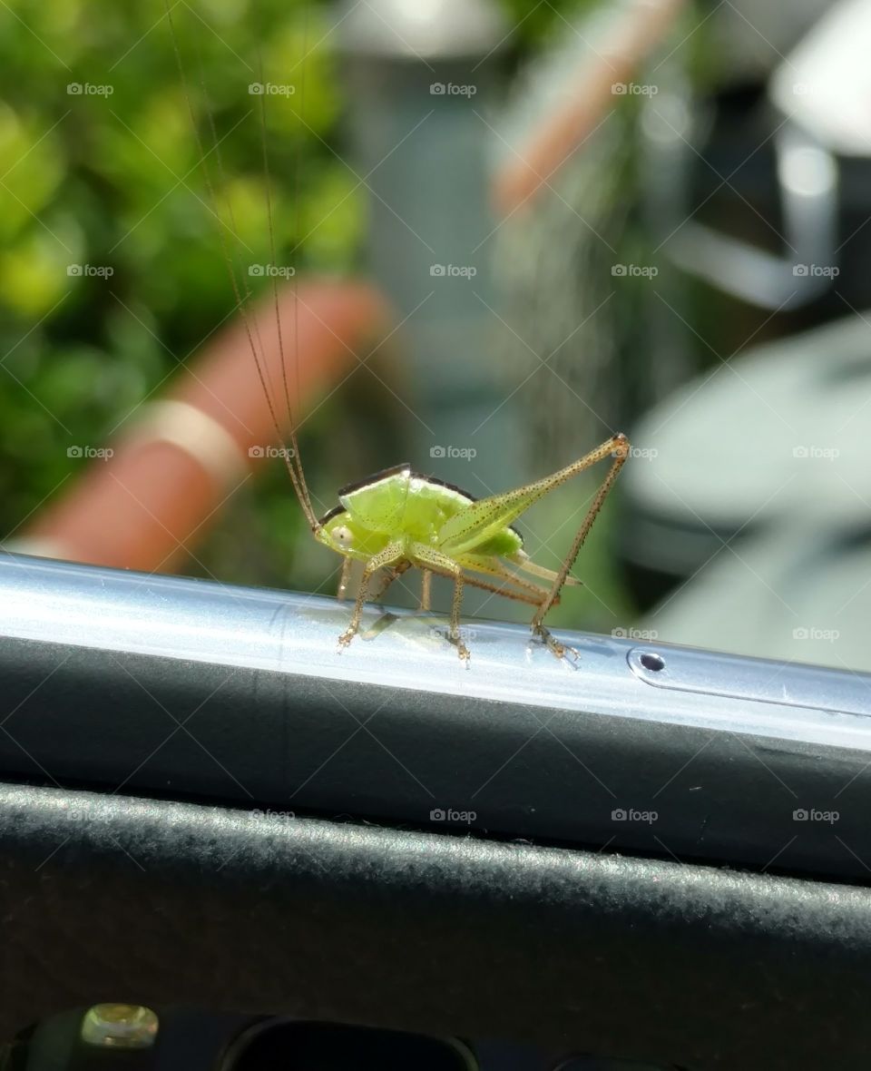 Grasshopper