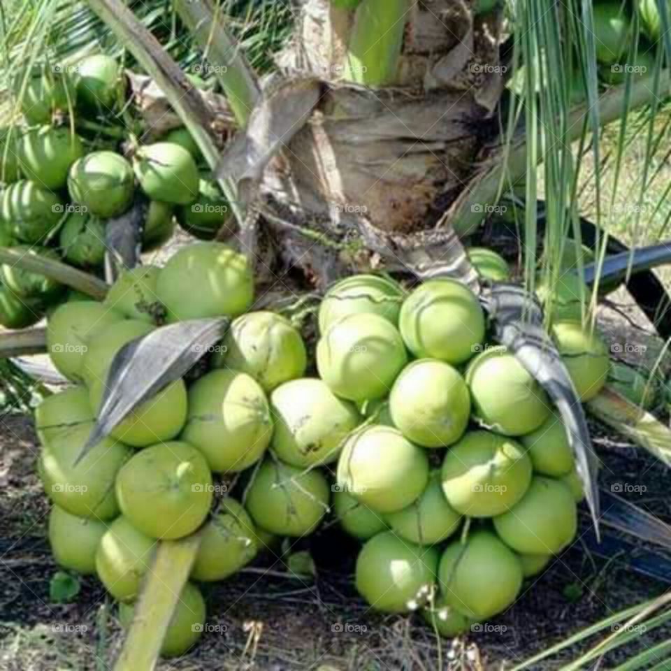 Beauty of coconut.