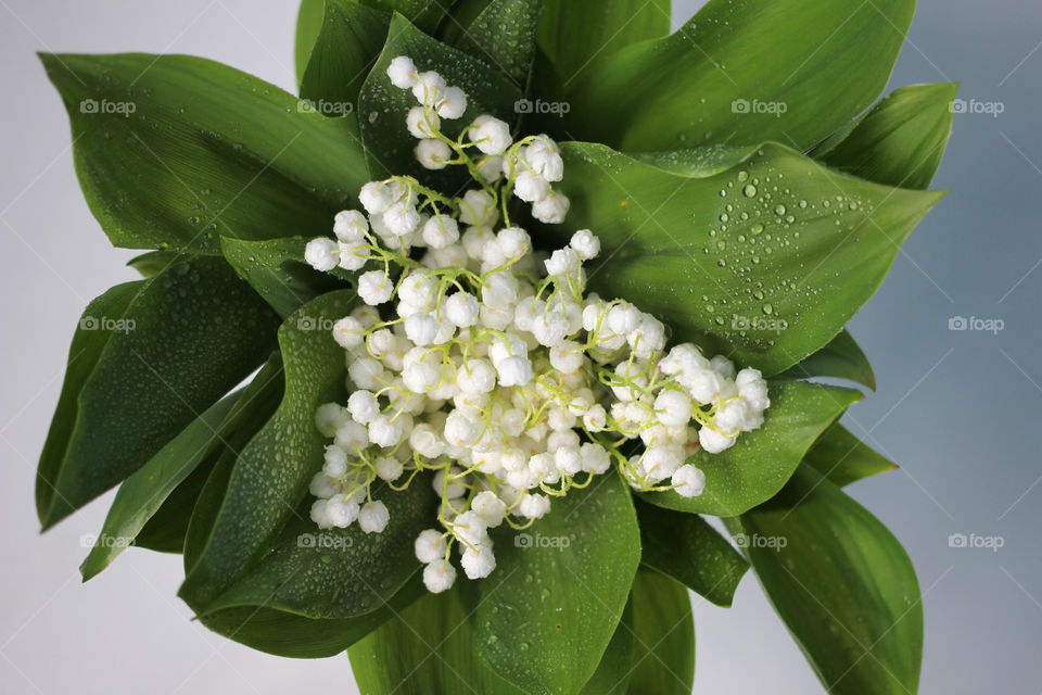 A bouquet of lilies of the valley