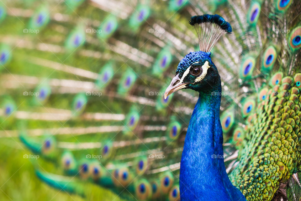 Be like a peacock and dance with all your beauty