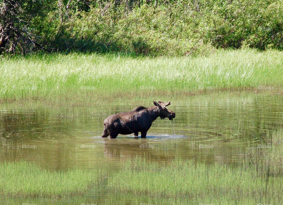 Bull Moose Lunch