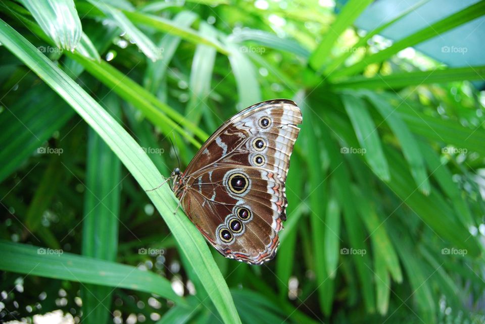 Brown butterfly on plant