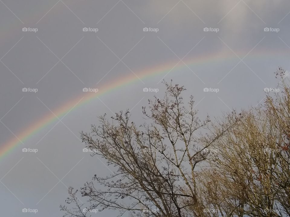 rainbow over trees