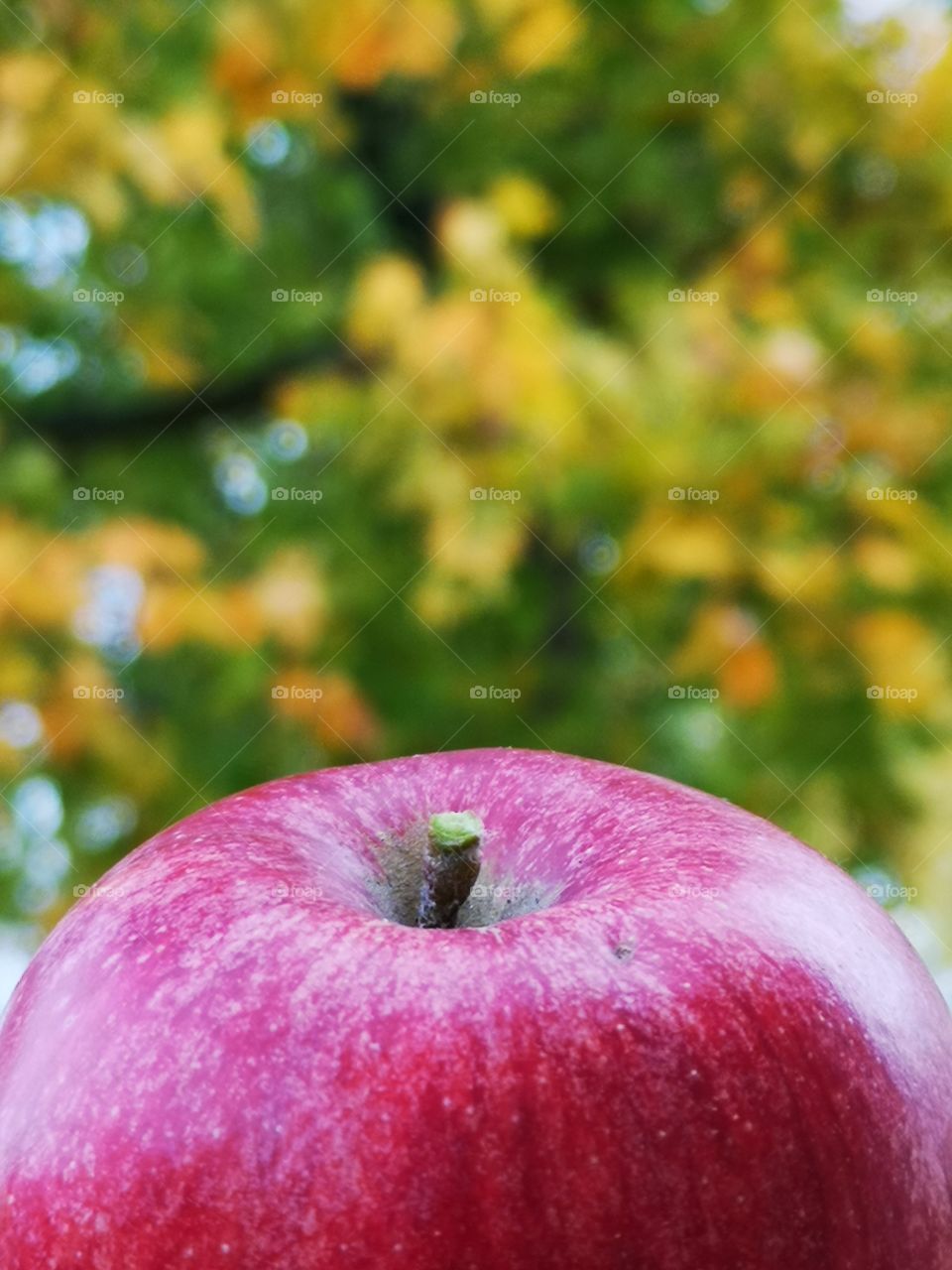 Red apple and yellow - green leafs