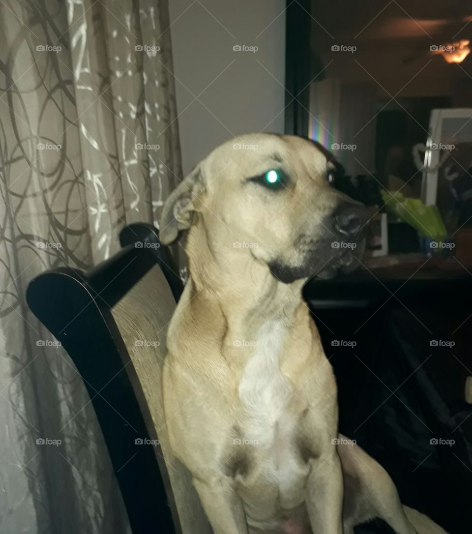 sitting on the chair