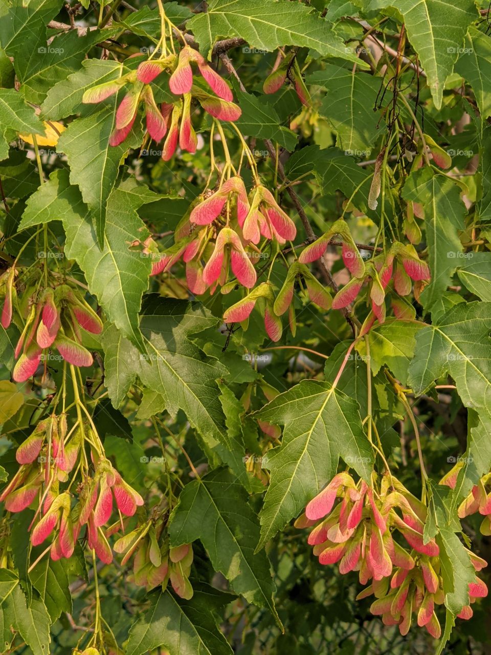 Acer Ginnala Tree