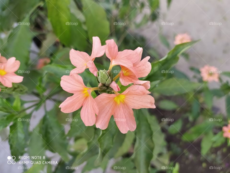 aboli also called crossandra firecracker flower