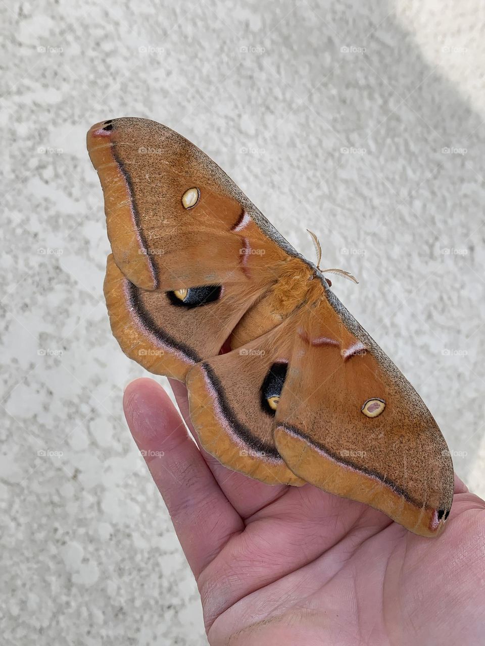 The Polyphemus Moth (Antheraea polyphemus) is a giant tan silk moth with a fifteen-centimeter wingspan. They have purple eyespots on the hind wings. Really friendly and soft with thick fuzzy fluffy legs and body. Really cute and impressive.