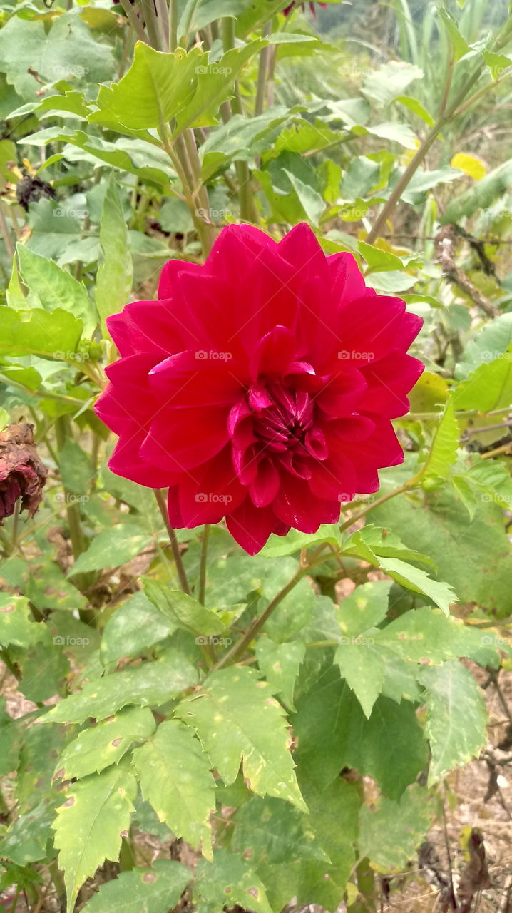 PLANT, GARDEN, LEAVES, FLOWERS, ENVIRONMENT.