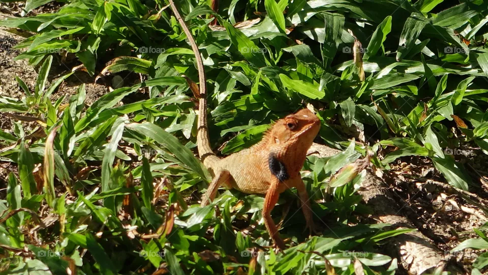 Lizard 