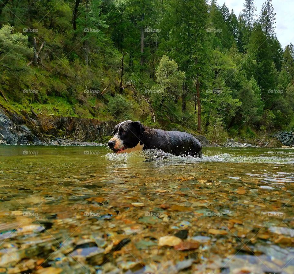 pup in the river