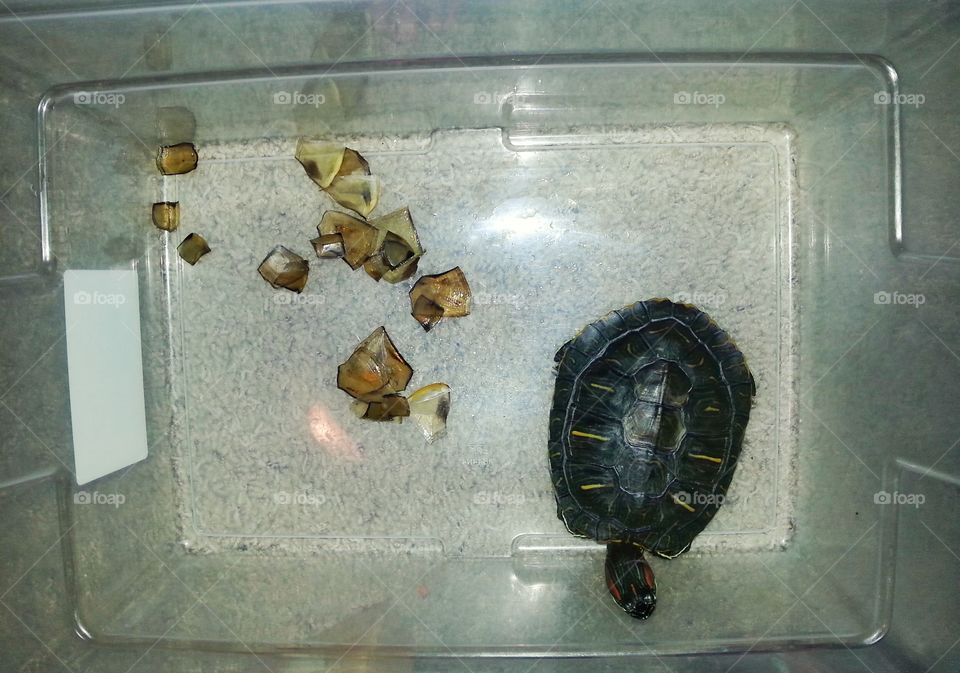 growing turtle. This is the first time Turtle had shed his scutes. It's a milestone!