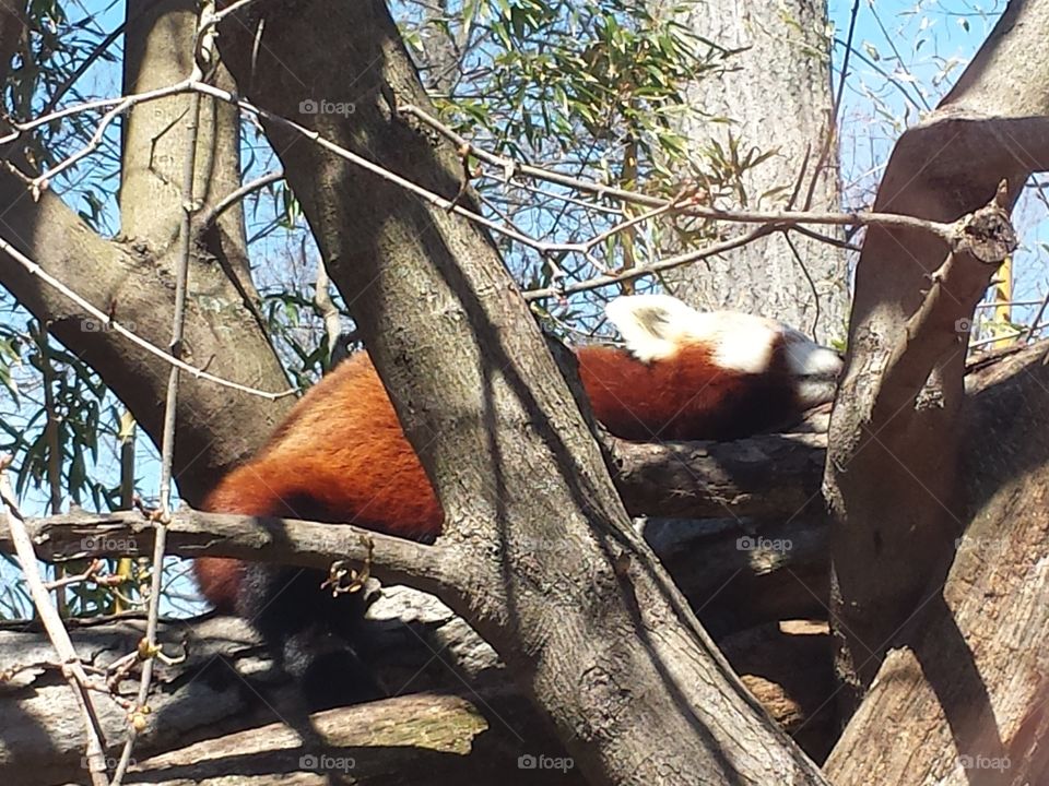 Red Panda in the Treetops