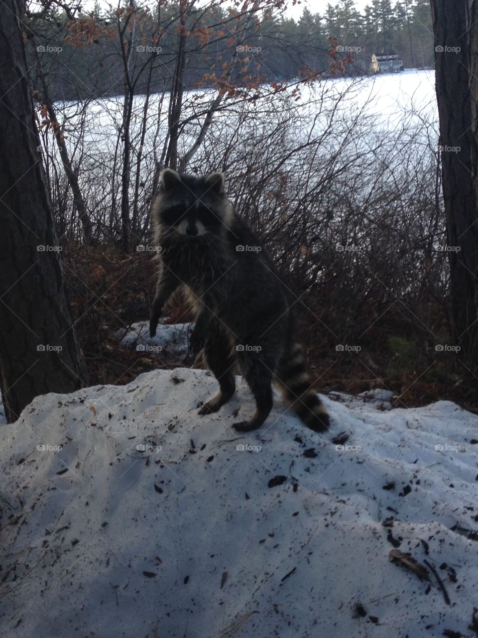 Curious Coon. Middle of winter nosey neighbor looking in window