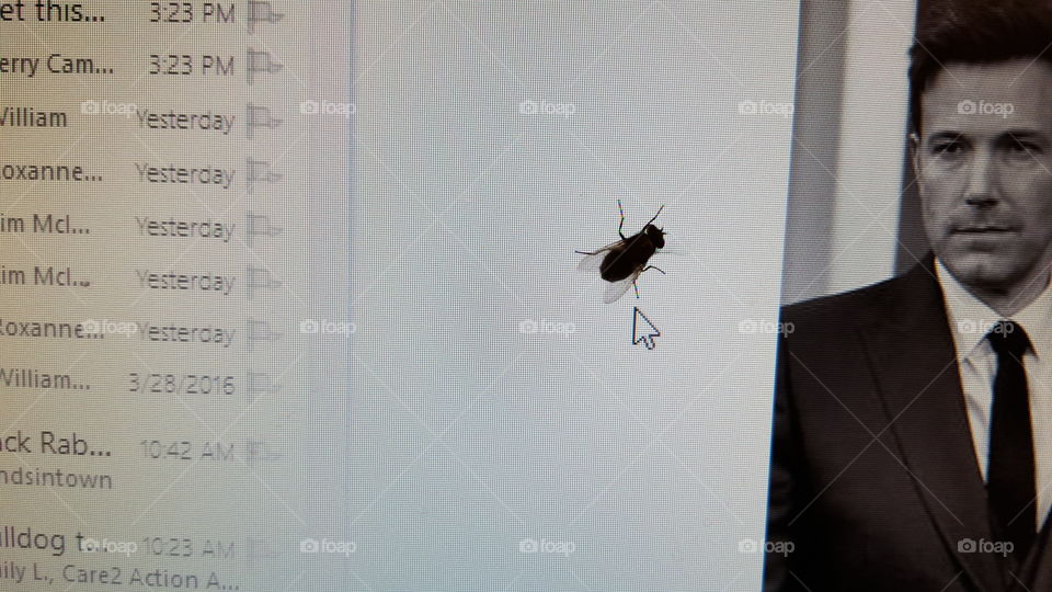 Computer Screen Fly