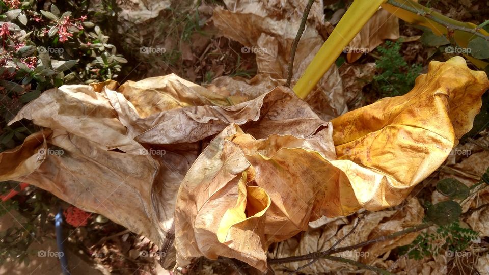 Grandes folhas secas de plantas.