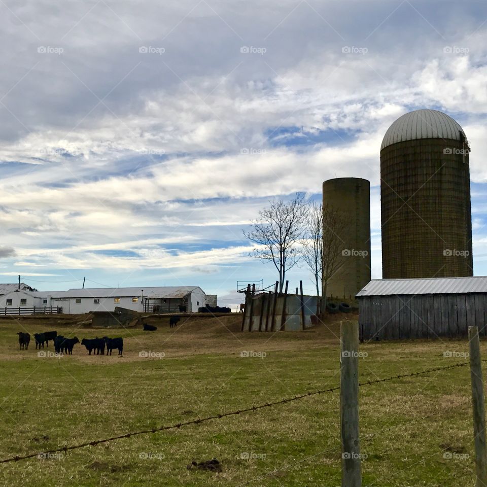 Cows grazing on VA Farm